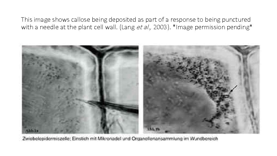 This image shows callose being deposited as part of a response to being punctured