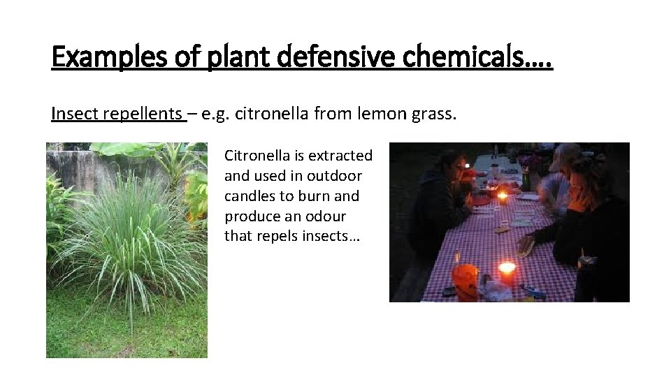 Examples of plant defensive chemicals…. Insect repellents – e. g. citronella from lemon grass.