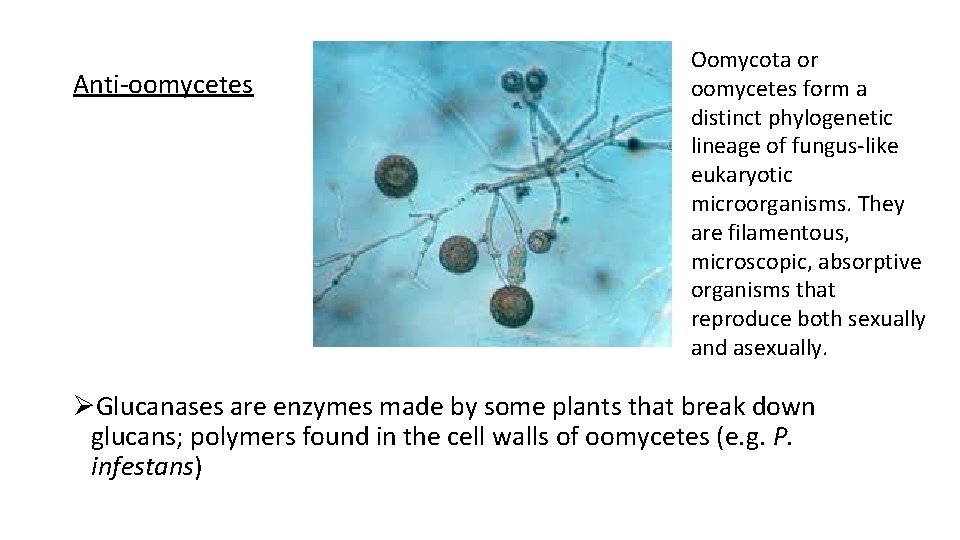 Anti-oomycetes Oomycota or oomycetes form a distinct phylogenetic lineage of fungus-like eukaryotic microorganisms. They
