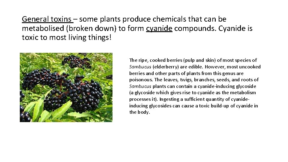 General toxins – some plants produce chemicals that can be metabolised (broken down) to