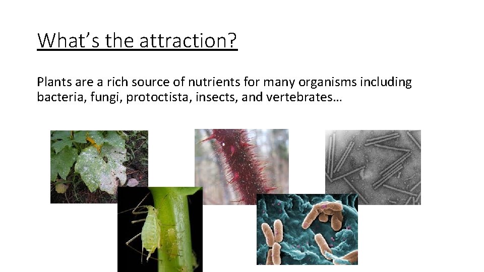 What’s the attraction? Plants are a rich source of nutrients for many organisms including