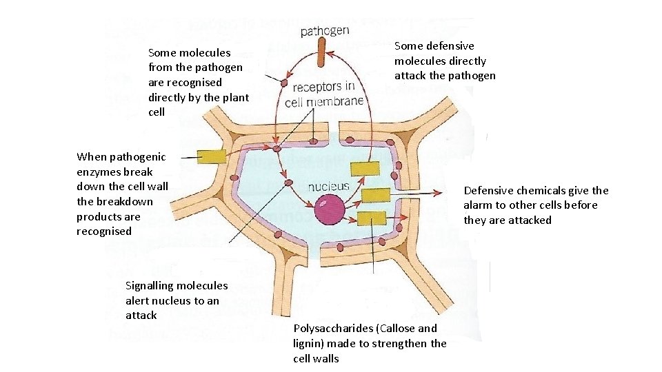 Some molecules from the pathogen are recognised directly by the plant cell Some defensive