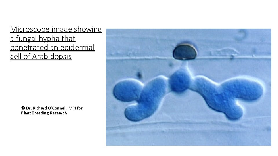 Microscope image showing a fungal hypha that penetrated an epidermal cell of Arabidopsis ©