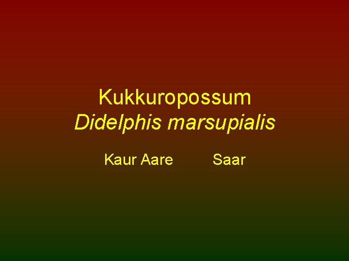 Kukkuropossum Didelphis marsupialis Kaur Aare Saar 