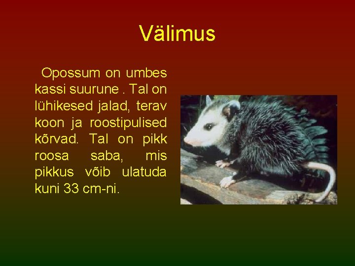 Välimus Opossum on umbes kassi suurune. Tal on lühikesed jalad, terav koon ja roostipulised