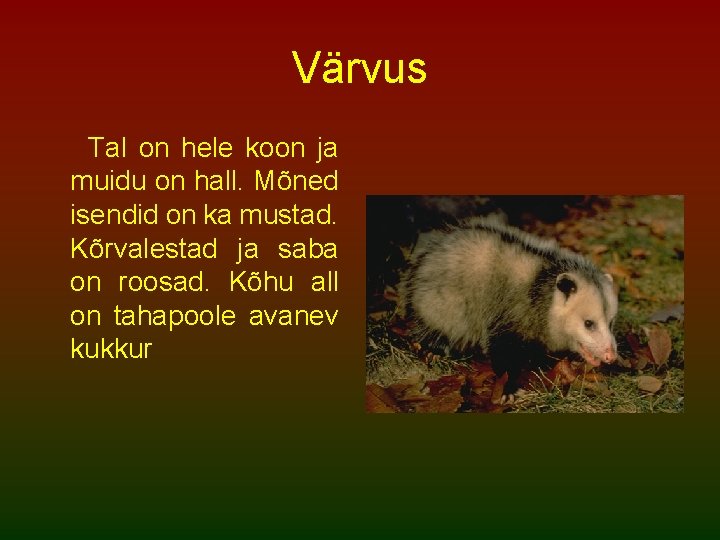 Värvus Tal on hele koon ja muidu on hall. Mõned isendid on ka mustad.