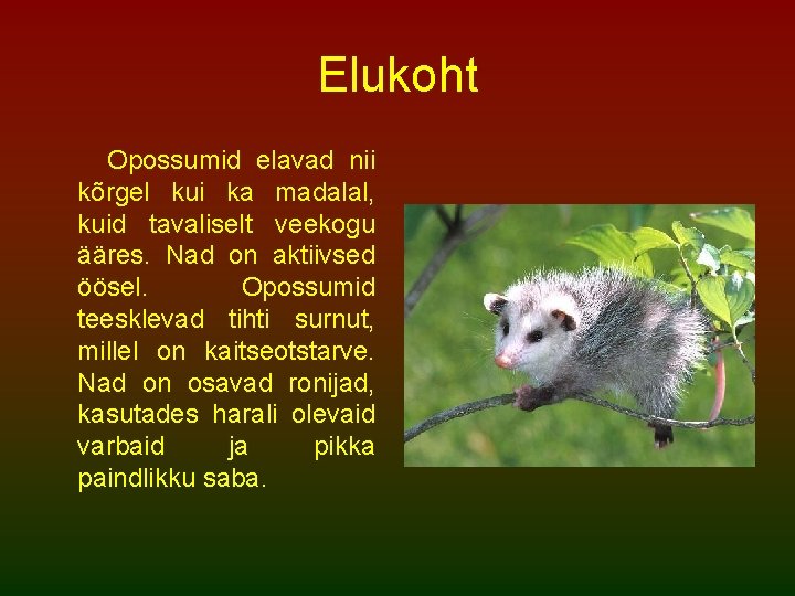 Elukoht Opossumid elavad nii kõrgel kui ka madalal, kuid tavaliselt veekogu ääres. Nad on