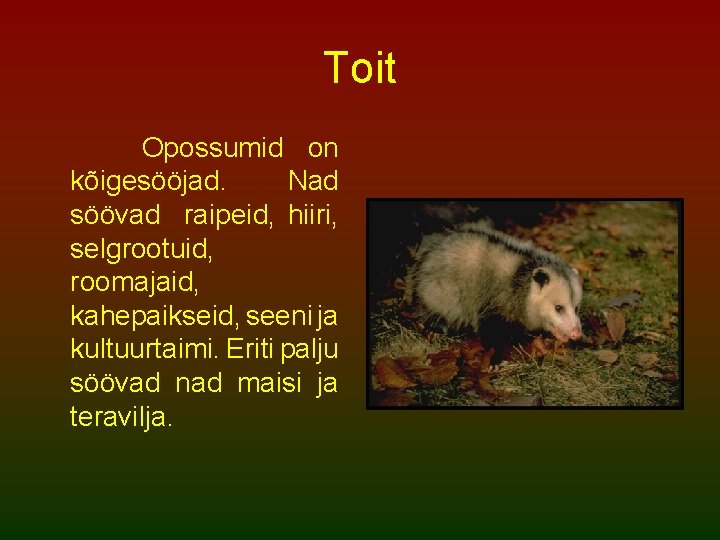Toit Opossumid on kõigesööjad. Nad söövad raipeid, hiiri, selgrootuid, roomajaid, kahepaikseid, seeni ja kultuurtaimi.