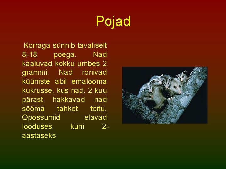 Pojad Korraga sünnib tavaliselt 8 -18 poega. Nad kaaluvad kokku umbes 2 grammi. Nad