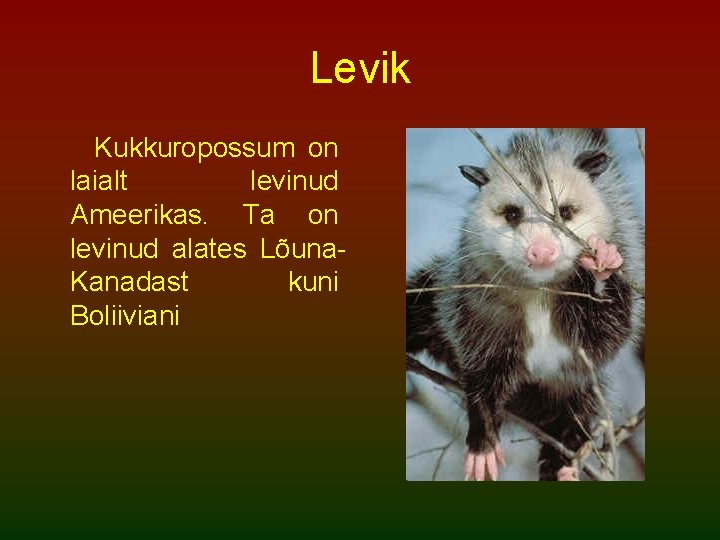 Levik Kukkuropossum on laialt levinud Ameerikas. Ta on levinud alates Lõuna. Kanadast kuni Boliiviani