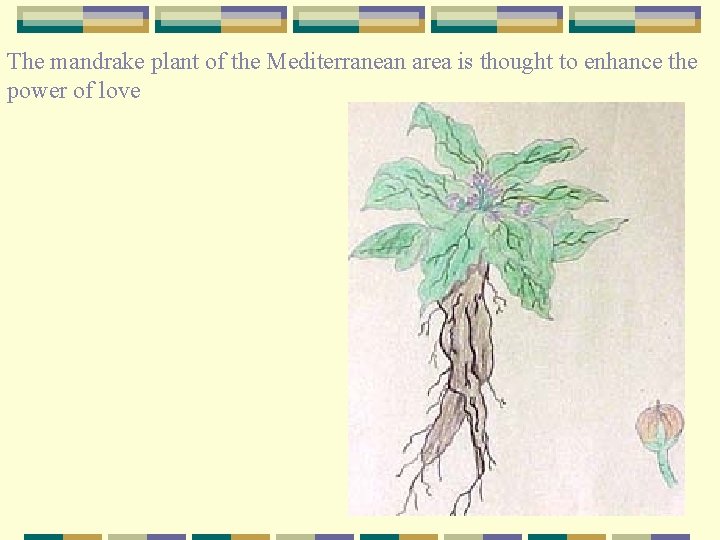 The mandrake plant of the Mediterranean area is thought to enhance the power of