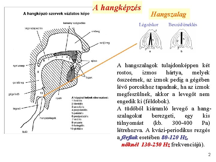 A hangképzés Hangszalag A hangszalagok tulajdonképpen két rostos, izmos hártya, melyek összeérnek, az izmok
