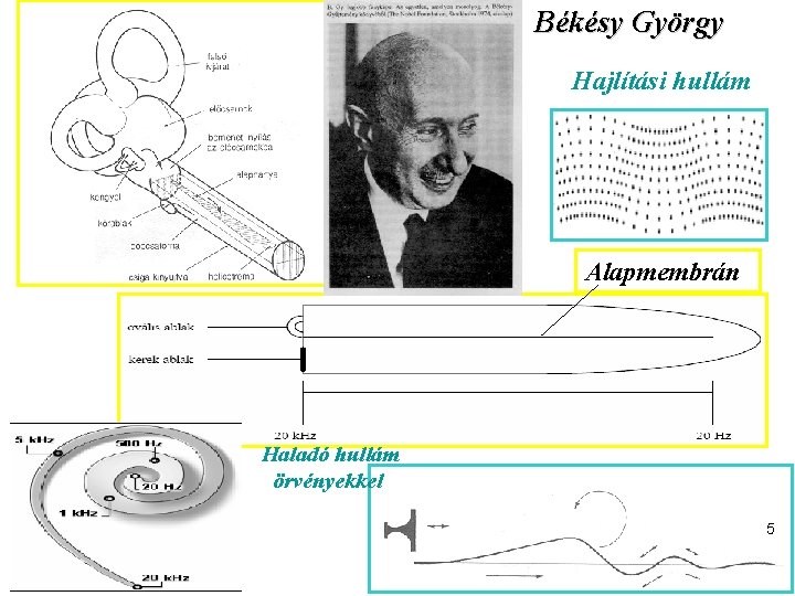 Békésy György Hajlítási hullám Alapmembrán Haladó hullám örvényekkel 5 
