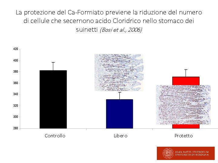 La protezione del Ca-Formiato previene la riduzione del numero di cellule che secernono acido