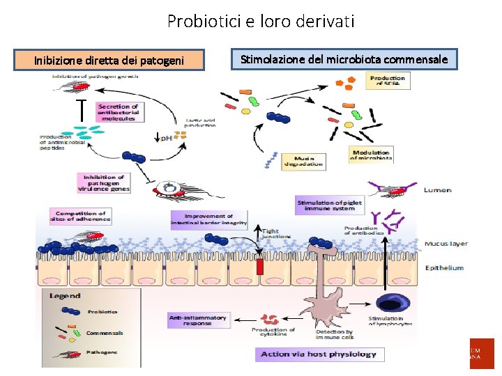 Probiotici e loro derivati Inibizione diretta dei patogeni Stimolazione del microbiota commensale 