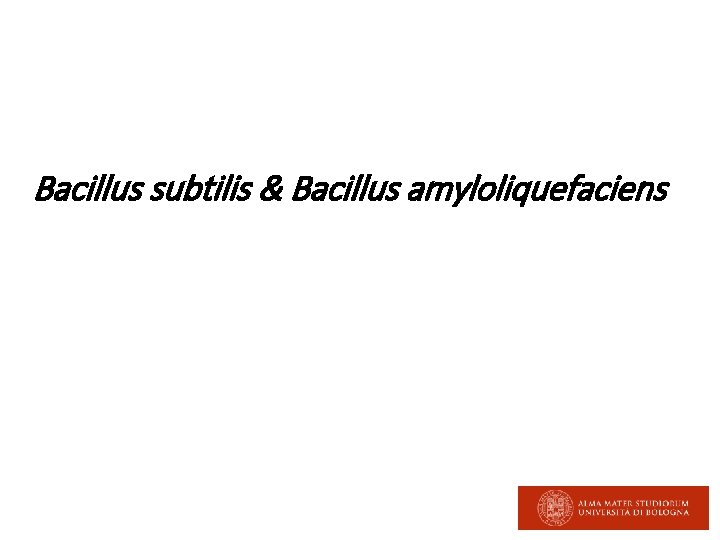 Bacillus subtilis & Bacillus amyloliquefaciens 