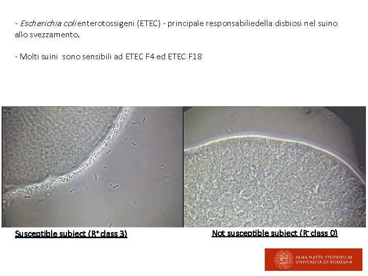 - Escherichia coli enterotossigeni (ETEC) - principale responsabiliedella disbiosi nel suino allo svezzamento. -