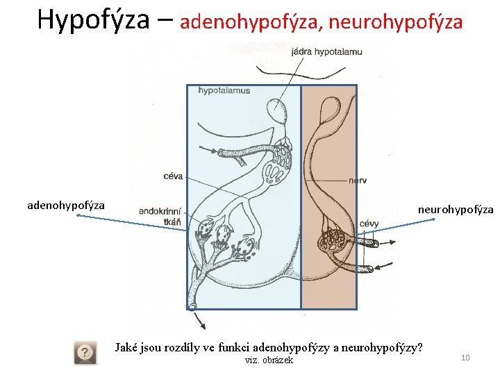 Hypofýza – adenohypofýza, neurohypofýza adenohypofýza neurohypofýza Jaké jsou rozdíly ve funkci adenohypofýzy a neurohypofýzy?