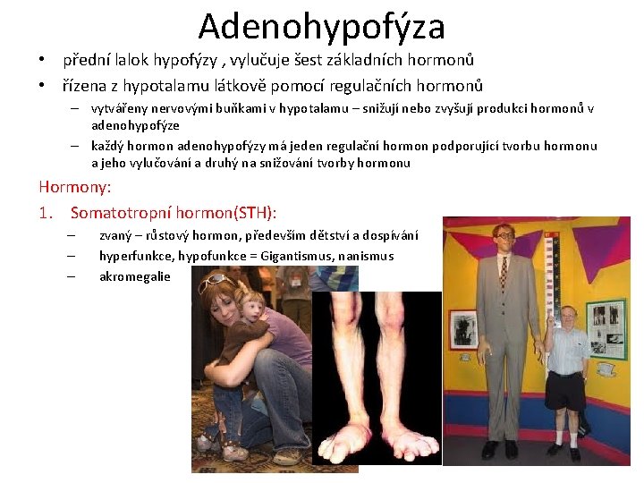Adenohypofýza • přední lalok hypofýzy , vylučuje šest základních hormonů • řízena z hypotalamu
