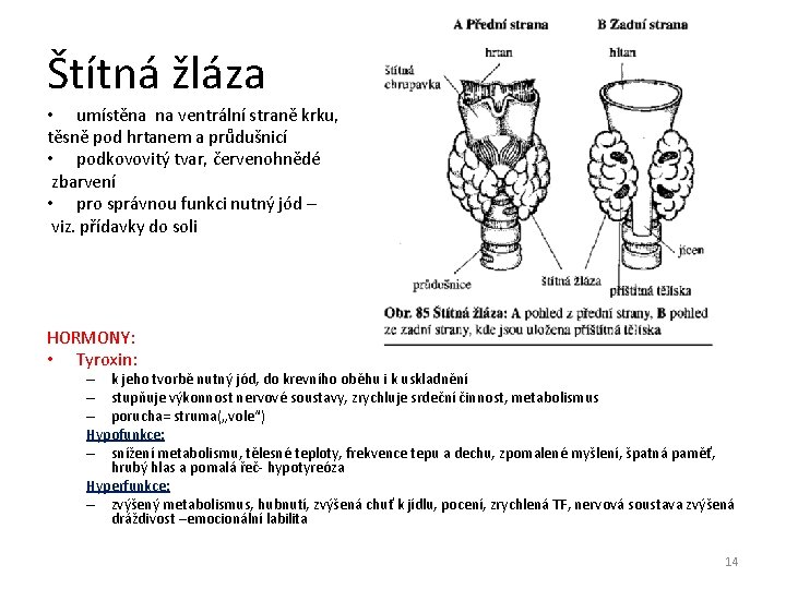 Štítná žláza • umístěna na ventrální straně krku, těsně pod hrtanem a průdušnicí •