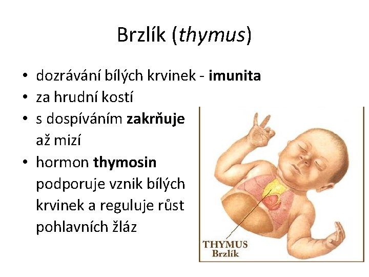 Brzlík (thymus) • dozrávání bílých krvinek - imunita • za hrudní kostí • s