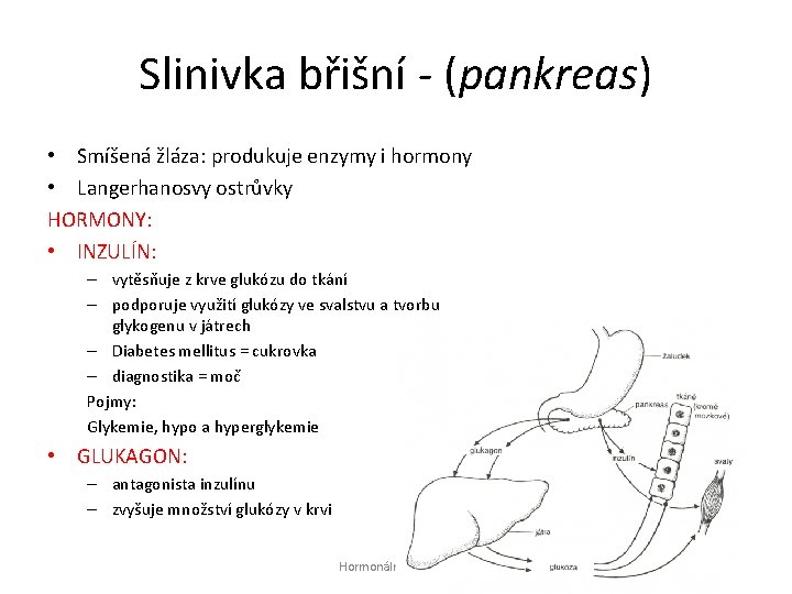 Slinivka břišní - (pankreas) • Smíšená žláza: produkuje enzymy i hormony • Langerhanosvy ostrůvky