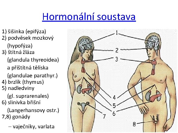 Hormonální soustava 1) šišinka (epifýza) 2) podvěsek mozkový (hypofýza) 3) štítná žláza (glandula thyreoidea)
