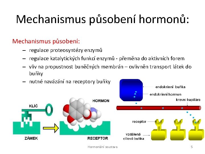 Mechanismus působení hormonů: Mechanismus působení: – regulace proteosyntézy enzymů – regulace katalytických funkcí enzymů