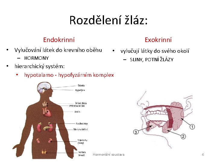 Rozdělení žláz: Endokrinní Exokrinní • Vylučování látek do krevního oběhu • vylučují látky do