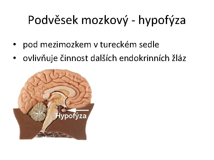 Podvěsek mozkový - hypofýza • pod mezimozkem v tureckém sedle • ovlivňuje činnost dalších