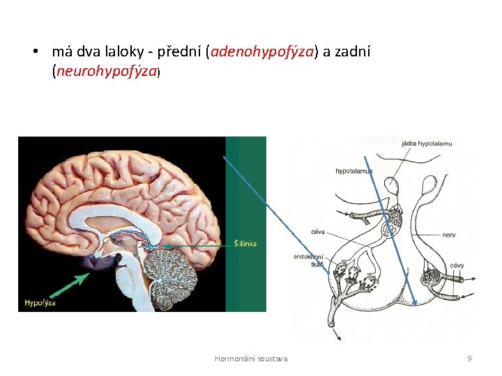  • má dva laloky - přední (adenohypofýza) a zadní (neurohypofýza) Hormonální soustava 9