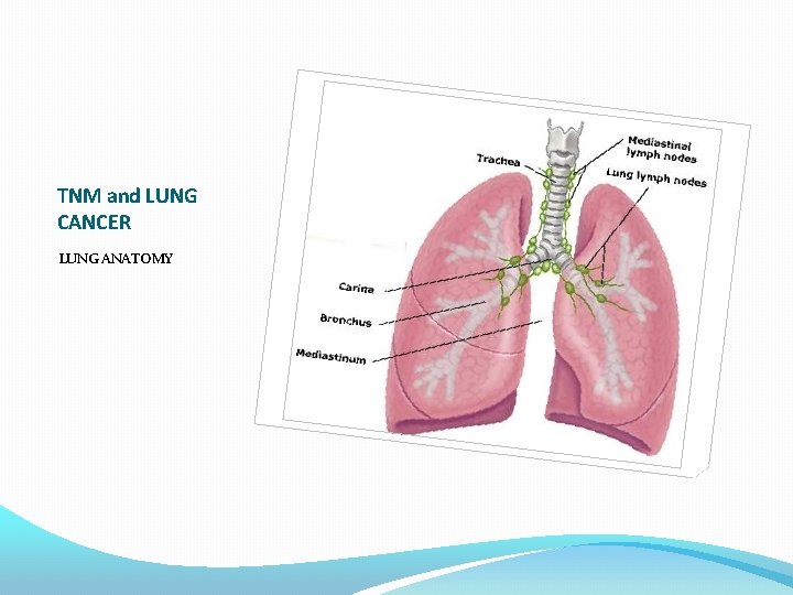 TNM and LUNG CANCER LUNG ANATOMY 