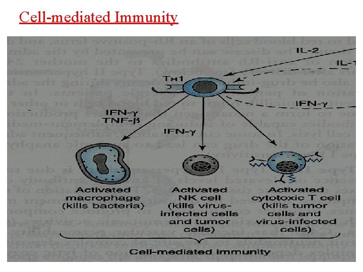 Cell-mediated Immunity 