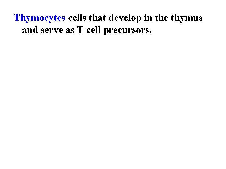 Thymocytes cells that develop in the thymus and serve as T cell precursors. 