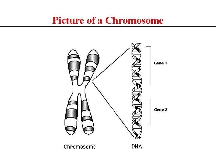Picture of a Chromosome 