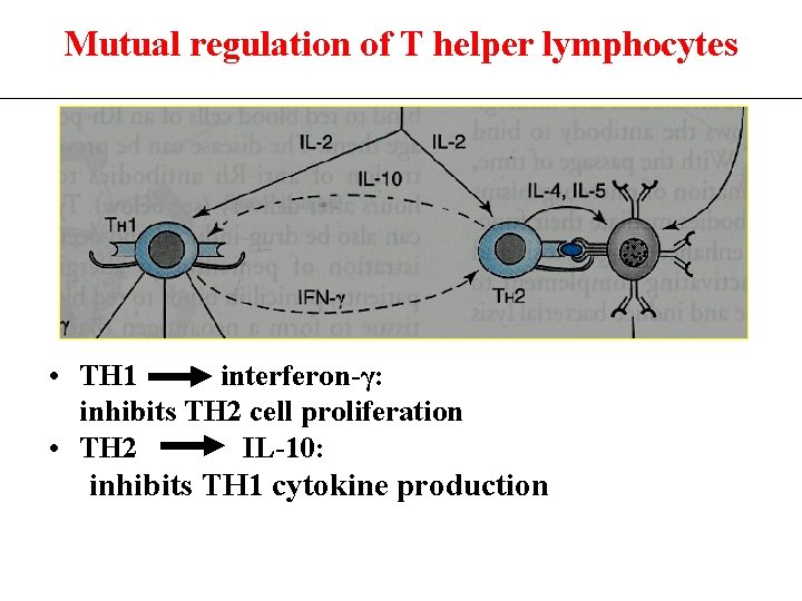Mutual regulation of T helper lymphocytes • TH 1 interferon-γ: inhibits TH 2 cell