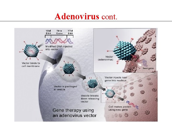 Adenovirus cont. 