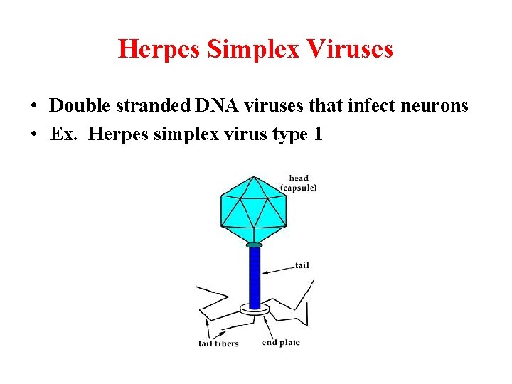 Herpes Simplex Viruses • Double stranded DNA viruses that infect neurons • Ex. Herpes