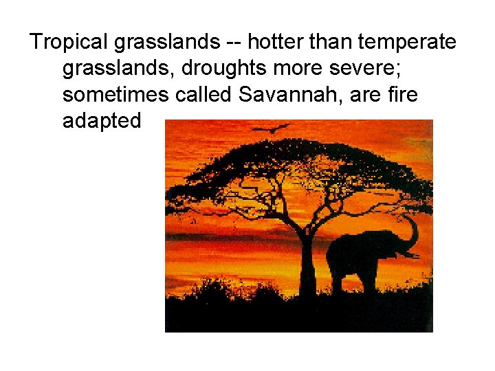 Tropical grasslands -- hotter than temperate grasslands, droughts more severe; sometimes called Savannah, are