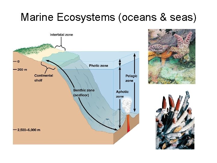 Marine Ecosystems (oceans & seas) 