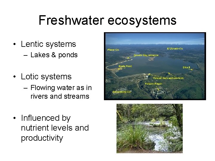 Freshwater ecosystems • Lentic systems – Lakes & ponds • Lotic systems – Flowing