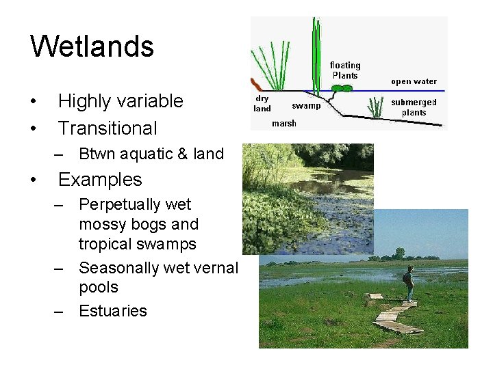 Wetlands • • Highly variable Transitional – Btwn aquatic & land • Examples –