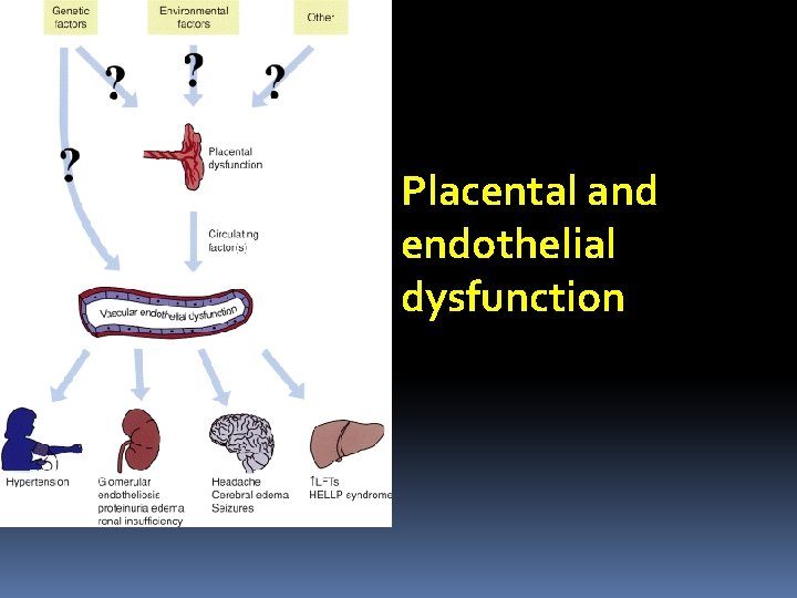 Placental and endothelial dysfunction 