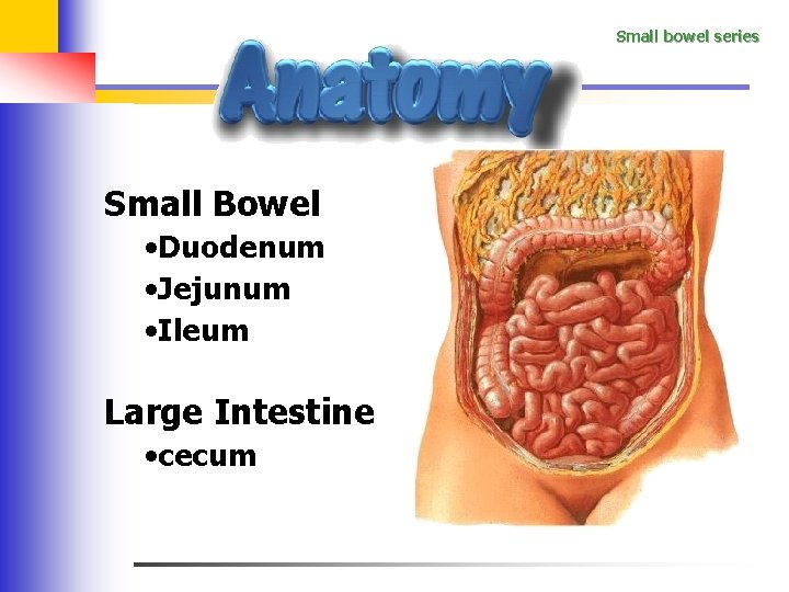 Small bowel series Small Bowel • Duodenum • Jejunum • Ileum Large Intestine •