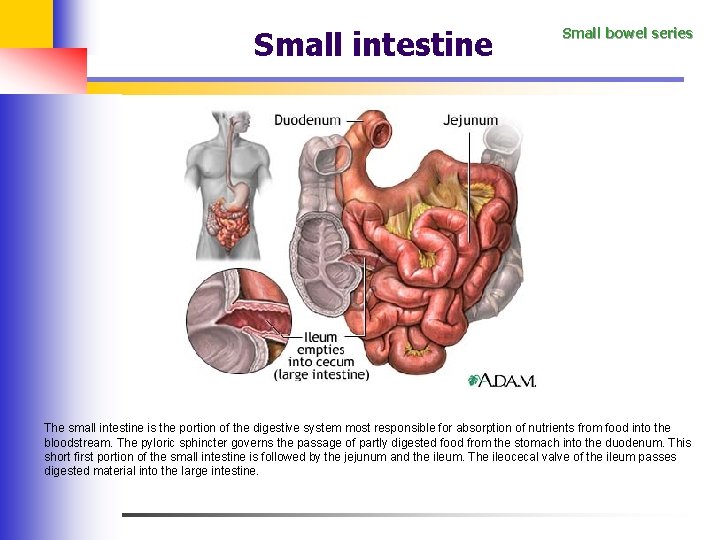 Small intestine Small bowel series The small intestine is the portion of the digestive