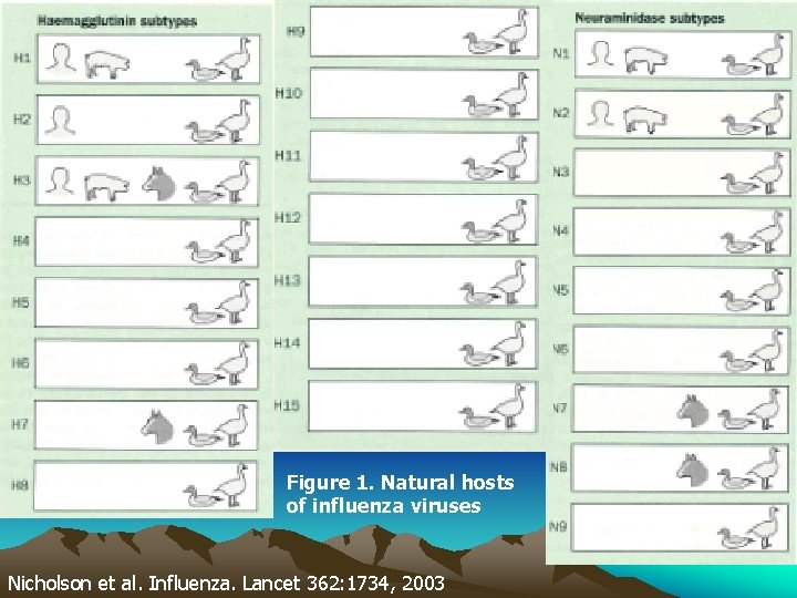 Figure 1. Natural hosts of influenza viruses Nicholson et al. Influenza. Lancet 362: 1734,