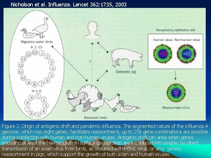 Nicholson et al. Influenza. Lancet 362: 1735, 2003 Figure 2. Origin of antigenic shift