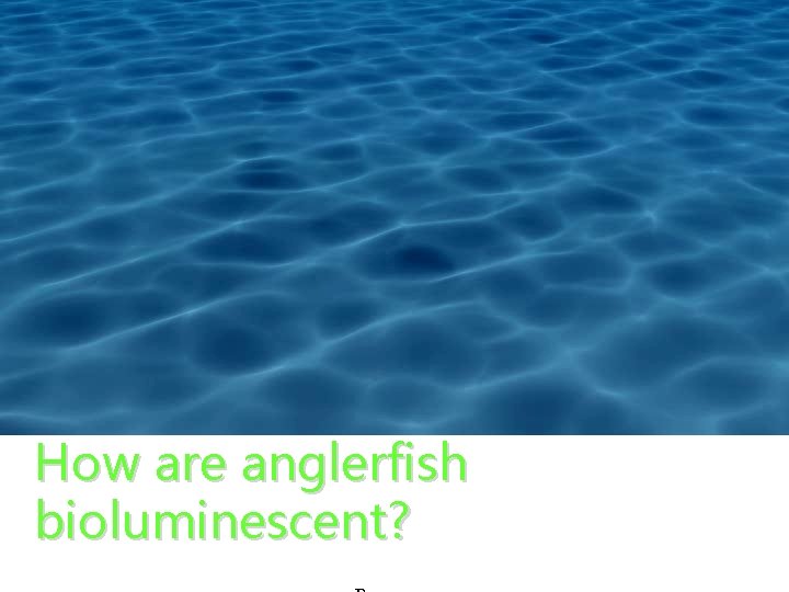 How are anglerfish bioluminescent? 