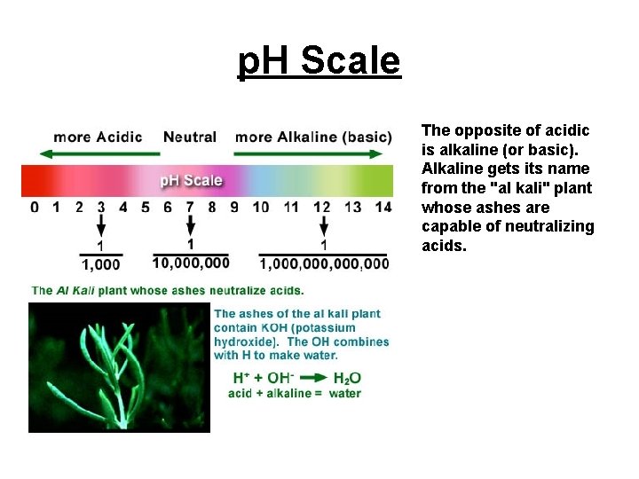 p. H Scale The opposite of acidic is alkaline (or basic). Alkaline gets its