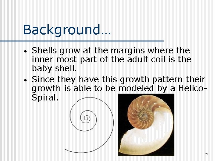 Background… • • Shells grow at the margins where the inner most part of